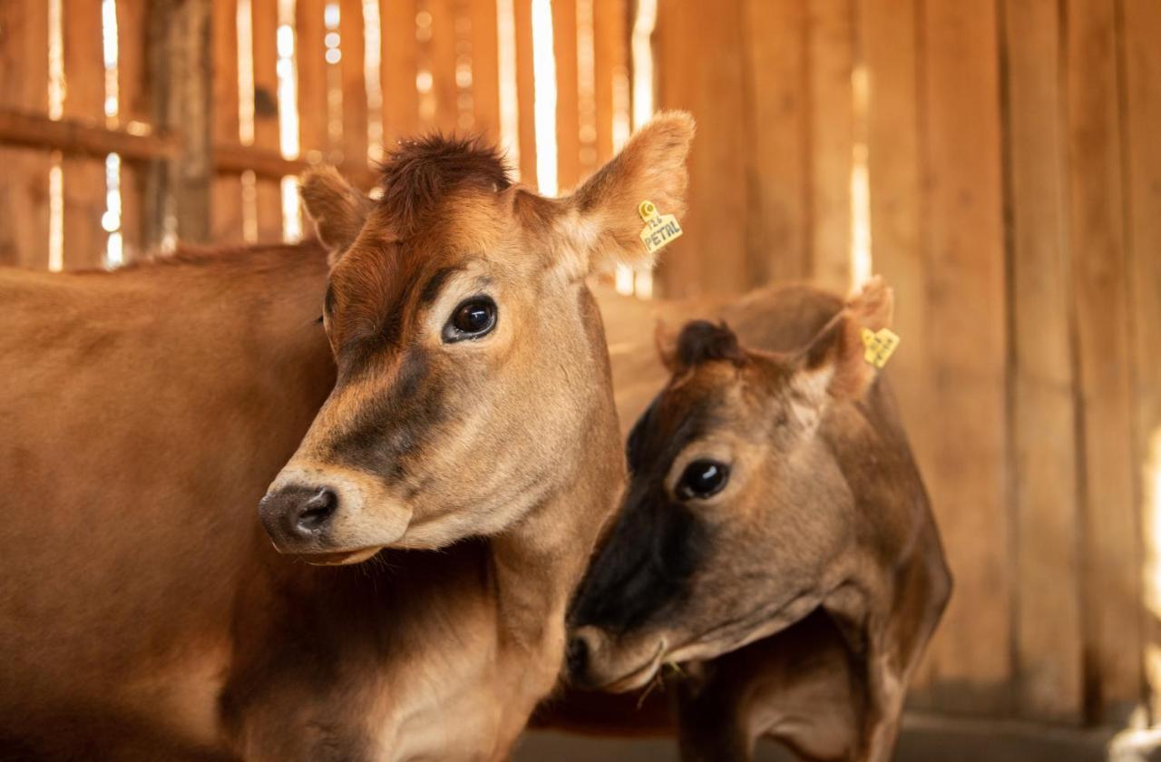 나뉴키 Olepangi Farm 빌라 외부 사진